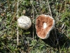 Agaricus campestris L. 1753