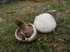Agaricus campestris L. 1753