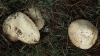 Agaricus sp