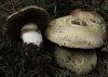 Agaricus sp