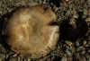 Agaricus sp