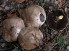 Agaricus xanthodermus Genev. 1876