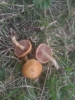 Agrocybe cf. pediades (Fr.) Fayod 1889