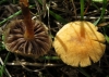 Agrocybe sp.