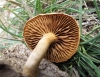 Agrocybe sp.