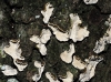 Aleurodiscus disciformis (DC.) Pat. 1894