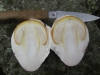 Amanita caesarea (Scop.) Pers. 1801