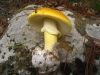 Amanita caesarea (Scop.) Pers. 1801