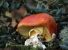 Amanita caesarea (Scop.) Pers. 1801