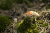 Amanita muscaria (L.) Lam. 1783