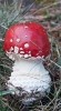 Amanita muscaria (L.) Lam. 1783