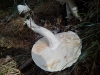 Amanita ovoidea (Bull.) Link 1833