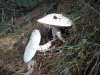 Amanita ovoidea (Bull.) Link 1833