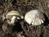 Amanita phalloides (Vaill. ex Fr.) Link 1833