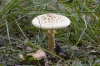 Amanita sp.