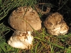 Amanita strobiliformis (Paulet ex Vittad.) Bertill. 1866