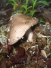 Amanita vaginata (Bull.) Lam. 1783