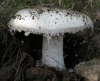 Amanita ovoidea (Bull.) Link 1833