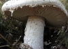 Amanita ovoidea (Bull.) Link 1833