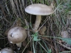Amanitopsis grup.