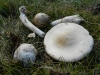 Amanitopsis grup.