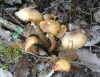 Armillaria mellea (Vahl) P. Kumm. 1871