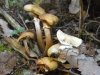 Armillaria mellea (Vahl) P. Kumm. 1871