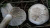 Atractosporocybe cf. inornata (Sowerby) P. Alvarado, G. Moreno & Vizzini 2015