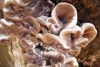 Auricularia mesenterica (Dicks.) Pers. 1822
