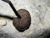 Auriscalpium vulgare Gray 1821