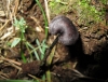Auriscalpium vulgare Gray 1821