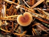 Auriscalpium vulgare Gray 1821 Auriscalpium vulgare Gray 1821