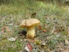 Boletus sp