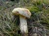 Boletus sp