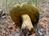 Butyriboletus cf. appendiculatus (Schaeff.) D. Arora & J.L. Frank 2014
