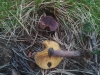 Calocybe onychina (Fr.) Donk 1962
