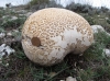 Calvatia gigantea (Batsch) Lloyd 1904