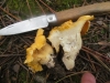 Cantharellus cibarius Fr. 1821