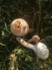 Chlorophyllum rhacodes (Vittad.) Vellinga 2002