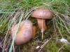 Chroogomphus rutilus (Schaeff.) O.K. Mill. 1964