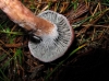 Chroogomphus rutilus (Schaeff.) O.K. Mill. 1964