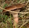 Chroogomphus rutilus (Schaeff.) O.K. Mill. 1964