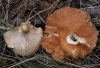 Clitocybe sp