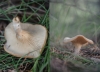Clitocybe sp