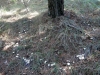 Clitocybe sp.