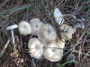 Clitocybe sp.