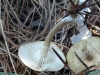 Clitocybe sp.