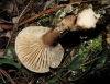 Clitopilus cf. geminus (Paulet) Noordel. & Co-David 2009