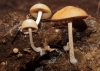 Conocybe coprophila (Khner) Khner 1935