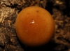 Conocybe sp.